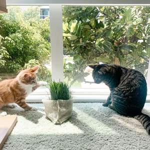 Sacs en filet durables Huamaohengchun, lavables, en LDPE, pour le stockage des légumes, grands sacs en filet pour oignons et pommes de terre - Product Image 3