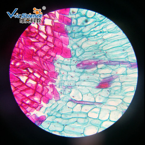 วิทยาศาสตร์และการศึกษาของวิค: ภาพตัดขวางของรากของพืช Atractylodes lancea; สไลด์การสอนเกี่ยวกับพืช; สไลด์การสอนของมหาวิทยาลัย; - Product Image 5