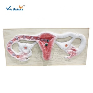 Modèle anatomique du corps humain, fécondation et développement de l'embryon, modèle médical - Product Image 5