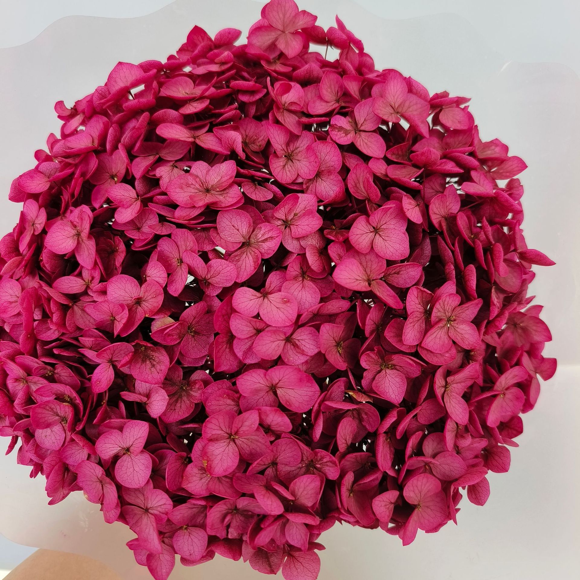 Dark magenta hydrangea