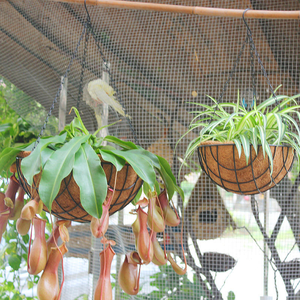 Panier <span class=keywords><strong>suspendu</strong></span> pour plantes <span class=keywords><strong>Coco</strong></span> <span class=keywords><strong>Coco</strong></span> Jardinières suspendues Pots de fleurs suspendus extérieurs pour garde-corps - Product Image 6
