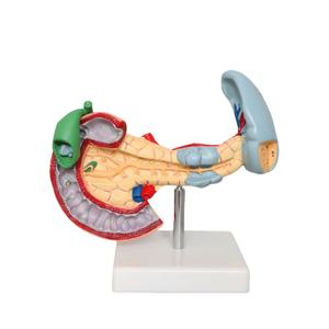 Anatomie Van Het Menselijk Lichaam Model Ziekten Van <span class=keywords><strong>Pancreas</strong></span> Milt Galblaas Anatomisch <span class=keywords><strong>Pancreas</strong></span> Model - Product Image 1