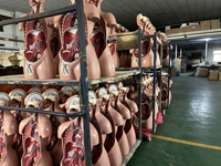 Modelo de Antebrazo para Punción Venosa con Venas Superficiales Visibles para Enfermeras, Prácticas de Inyección, Entrenamiento de Habilidades de Enfermería, con Certificación CE, ISO y ROHS