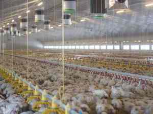 Structure en acier Poulet Ferme Maison de poulets de chair Hangar de ferme Bâtiment de volaille Entrepôt préfabriqué Buildngs - Product Image 2
