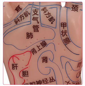 El Ayak Kulak Modeli Meridyen Akupunktur Noktası Refleks Bölgesi 17cm Yüksek Çözünürlüklü Çin Tıbbı Öğretimi - Product Image 5