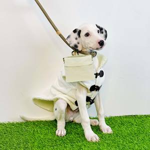 Free sample Custom Moisture Proof Flat Bottom Flexible Plastic Pouch Animal Feed <b>Bag</b> Pet Food Packaging <b>Dog</b> <b>Treat</b> Zipper <b>Bag</b> - Product Image 4