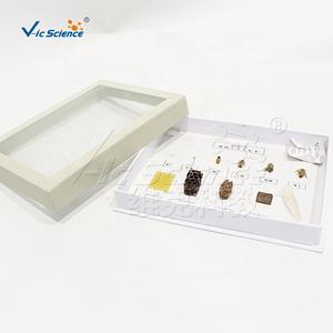 Spécimen de l'<span class=keywords><strong>histoire</strong></span> de vie des abeilles - Product Image 2