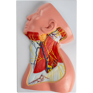 Modelo Anatómico 1:1 de Cabeza <span class=keywords><strong>y</strong></span> <span class=keywords><strong>Cuello</strong></span>, Músculos, Vasos Sanguíneos <span class=keywords><strong>y</strong></span> Nervios, Modelo de Enseñanza de los Músculos Profundos del <span class=keywords><strong>Hombro</strong></span> <span class=keywords><strong>y</strong></span> del Pecho - Product Image 4