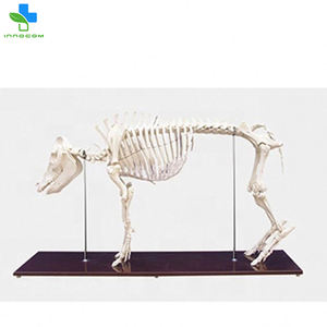 Herramienta de entrenamiento anatómico animal médico modelo de <span class=keywords><strong>esqueleto</strong></span> de <span class=keywords><strong>cerdo</strong></span> de PVC de tamaño Natural - Product Image 5