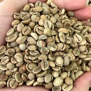 Frijoles Café Verde Orgánico Arábica Robusta Alta Calidad Vietnam 100 Por Ciento Puro Para Tostado Y Bebidas - Product Image 6