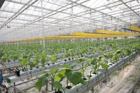 Serre en verre Venlo de 1000 m² à vendre