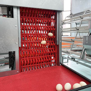 Système d'Élevage Avicole Automatique pour 10 000 Poules Ponduses, Cage à Poulets Étagée à 4 Niveaux pour la Production d'Œufs, à Vendre - Product Image 4