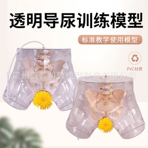 Modèle transparent de cathétérisme féminin ; modèle d'opération pour stage d'entraînement en soins infirmiers hospitaliers ; cathétérisme masculin ; reproduction masculine - Product Image 2