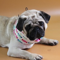 Bandana Rafraîchissante Personnalisée pour Chiens – Écharpe de Cou Anti-Chaleur d'Été, Respirante, Réglable, en Polyester Solide avec Gel au Dos