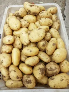 Grosir tanaman segar 2023 pemasok kentang