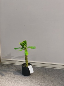 Cây Xương Rồng Nhiệt Đới, Cây Nhân Tạo Lớn Trong Nhà, Cây Xanh Sa Mạc, Brazil, Keel - Product Image 5