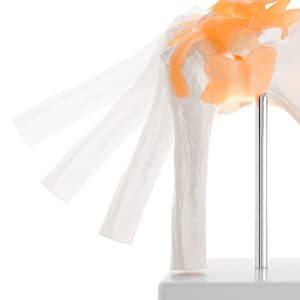 Khoa Học Y Tế, Mô Hình Giải Phẫu Vai Cỡ Sống Chất Lượng Cao Và Giá Cả Tối Ưu Để Giảng Dạy Mô Hình Xương PVC - Product Image 2