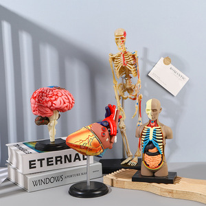 Modèle d'anatomie médicale 3D pour enfants, squelette humain assemblable et amovible, ensemble complet d'organes squelettiques du corps - Product Image 1