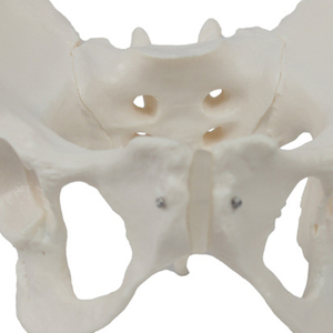 Modèle de simulation pelvienne féminine pour l'enseignement de la structure anatomique des organes et des os pelviens - Modèle squelettique féminin - Product Image 6