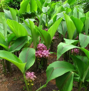 Fabrika kaynağı doğal çin ot 5:1,10:1 E Zhu Curcuma Wenyujin özü Curcuma Phaeocaulis özü tozu toplu fiyat ile - Product Image 4