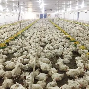 Kualitas tinggi desain Modern otomatis murah rumah peternakan ayam di Amerika untuk dijual