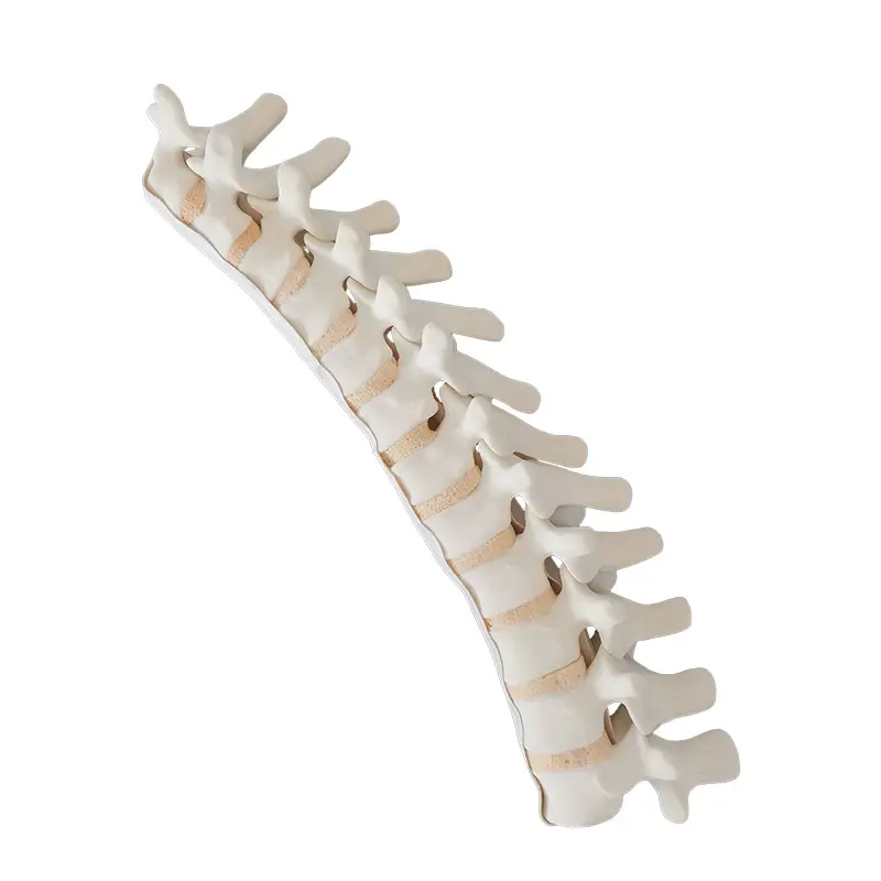 KyrenMed Sawbones 솔리드 폼 흉부 T1-T12 모델 정형 외과 연습을위한 신경 뿌리와 해면골이있는 흉부 뼈