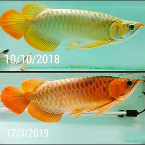 Mayin marca Arowana lámpara de Color de pelo 13000K pecera dragón pez brillo LED Luz de acuario - Product Image 6