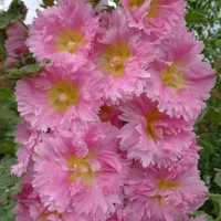 Graines d'hibiscus à pétales multicolores d'origine Althea. Fleurs de jardin d'extérieur qui sont vivaces et faciles à cultiver toute l'année.