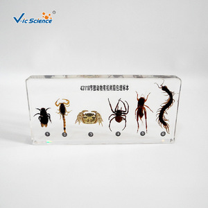 43118 Spécimens d'arthropodes en résine organique : Matériel pédagogique de biologie pour les écoles primaires et secondaires, Modèles, Populaire - Product Image 4