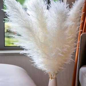 Venta caliente Vendedor superior Decoración Flores secas Blanco Marrón Cañas <span class=keywords><strong>Pampas</strong></span> Hierba Pampasgras grandes para el hogar o la decoración de bodas - Product Image 4