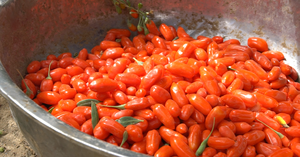 Noix et fruits secs d'origine Qinghai-<span class=keywords><strong>Tibet</strong></span> Baie De <span class=keywords><strong>Goji</strong></span> chinoise France 100% baie de <span class=keywords><strong>Goji</strong></span> biologique - Product Image 6