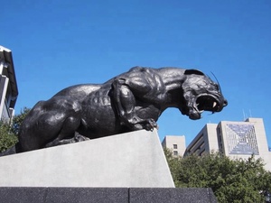 Bronzo moderno di alta qualità/ottone <span class=keywords><strong>pantera</strong></span> e ruggente scultura leopardo forma su misura in metallo fusione arte statua - Product Image 5