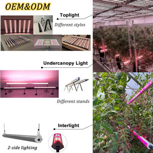 Luces LED de Cultivo Samsung Evo Lm301h Lm281b Lm283b Eco, Verificadas por Shenzhen, Pequeñas, Color Blanco Menta - Product Image 6