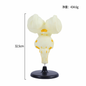 Herramienta médica <span class=keywords><strong>de</strong></span> enseñanza del modelo anatómico del tronco encefálico para la <span class=keywords><strong>clase</strong></span> <span class=keywords><strong>de</strong></span> biología y demostración <span class=keywords><strong>de</strong></span> anatomía - Product Image 6