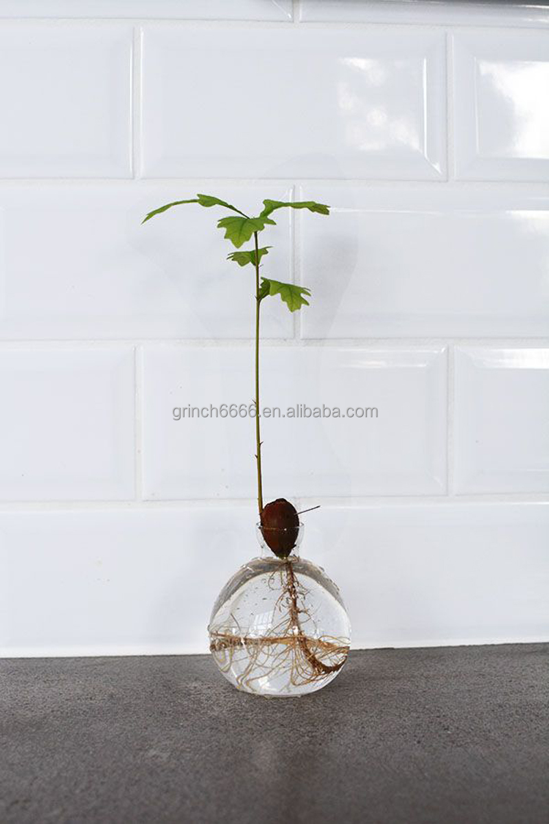 Vaso Germinatore Avocado R&R SHOP - In Plastica Di Mais, Per Far Crescere I Semi - Foto 3