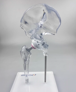 Modelo de Enseñanza Médica de Articulación de Cadera Artificial, Modelo de Entrenamiento Transparente de Alta Calidad - Product Image 4