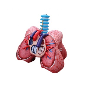 Winsun Inflatable thực tế tim và phổi mô hình cho y tế chủ đề quảng cáo tổ chức sự kiện phổi với khối u cho y tế - Product Image 2