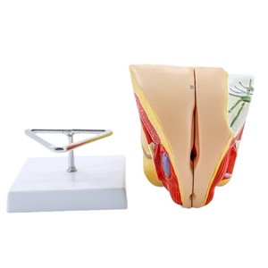 Modèle d'anatomie du système reproducteur féminin Medco avec structure ovarienne détachable pour la formation en chirurgie gynécologique - Product Image 2