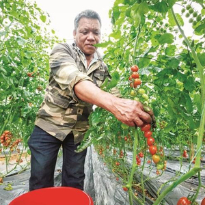 Un petit extérieur Transparent PC Polycarbonate Serre de jardin Cadre en aluminium populaire Couvercle en verre Abri en plastique Véranda - Product Image 5