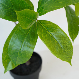 Simulación Transfronteriza de Plantas Verdes, Árbol de <span class=keywords><strong>Jazmín</strong></span> <span class=keywords><strong>en</strong></span> <span class=keywords><strong>Maceta</strong></span>, Adornos de Interior, Flores Decorativas, Planta de Simulación para Jardinería - Product Image 3