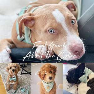 Saegreen Veet personalizado Do Collar Bow Tie Leash Set, personalizado Enraved Pet Name Metal Buckle, cumpleaños cachorro regalo, gratis - Product Image 6