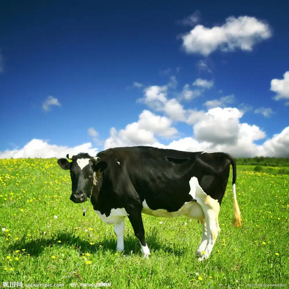 피드 학년 첨가제 유제품 소 소 소 가축 칵테일 효소