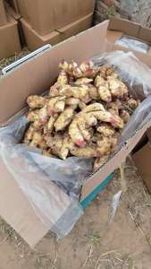 بيع مباشر من المصنع: زنجبيل طازج عالي الجودة من الدرجة الأولى بلون أصفر لامع، متوفر في عبوات 10 كجم/12 كجم/30 رطل، تعبئة في صناديق PVC، من تاجر جملة في شاندونغ، الصين - Product Image 6