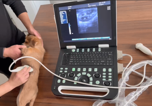 MC1000Vet Smart ARM Sistema de ultrasonido Escáner de ultrasonido veterinario portátil Usg para criadores de perros - Product Image 3