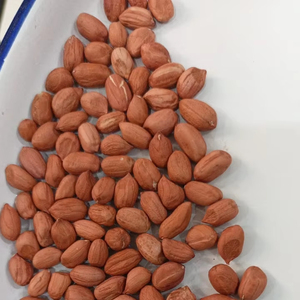 Chất lượng cao xuất khẩu lớp rang đậu phộng khô lạc Snack thực phẩm bơ đậu phộng sản xuất nguyên liệu chế biến số lượng lớn Nhà cung cấp - Product Image 6