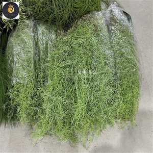 Simulazione aria <span class=keywords><strong>veccia</strong></span> selvaggia appesa Tillandsia usneoides soffitto appesa in stile Mori <span class=keywords><strong>pianta</strong></span> verde matrimonio morbido - Product Image 2