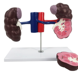 Herramienta de Educación <span class=keywords><strong>Veterinaria</strong></span> 3D con cámaras desmontables para el estudio del sistema digestivo de la vaca - Product Image 5