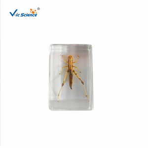 Especímen de locusta en resina, estructura corporal completa de insecto para la observación y enseñanza de biología, CE/ISO/ROHS/CNAS - Product Image 5