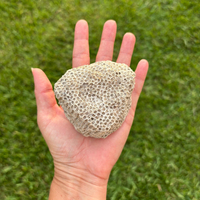 Vente en gros de spécimens fossiles de corail naturel brut, idéal pour l'enseignement, la fabrication de bijoux, la décoration rustique de la maison, cadeau d'anniversaire fait main CrystalHola