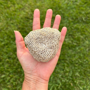 Vente en gros de corail naturel brut, spécimen fossile, idéal pour l'enseignement, la fabrication de bijoux, la décoration rustique de la maison, cadeau d'anniversaire fait main - Product Image 3